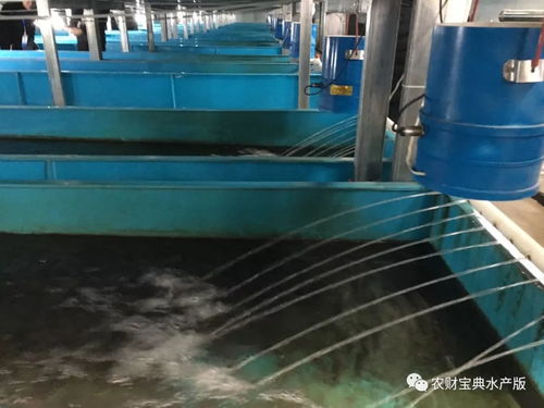 聚焦四川 萬畝鱸魚產業謀轉型，萬噸飼料支撐探新路