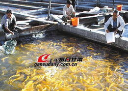 提高漁用飼料養殖效果應注意的幾個問題