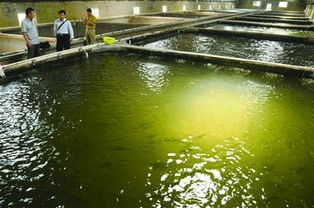 即墨首次引進4000尾鰣魚 年耗10余萬飼料背后的產業新篇
